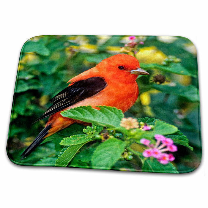 Dish Drying Mat - Texas, South Padre Island. Scarlet tanager bird - US44 BJA0108 - Jaynes Gallery Birds