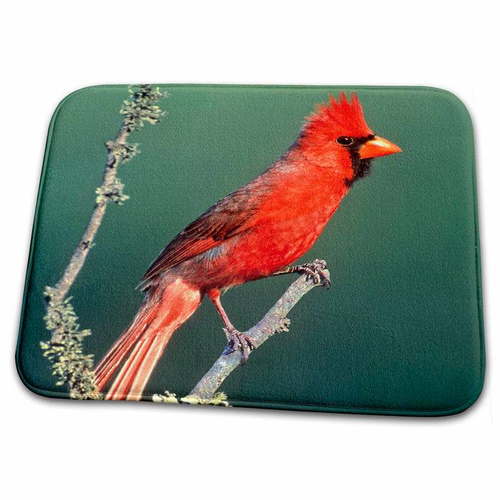 Dish Drying Mat - USA, Texas , Rio Grande Valley, Cardinal bird - US44 BJA0113 - Jaynes Gallery Birds