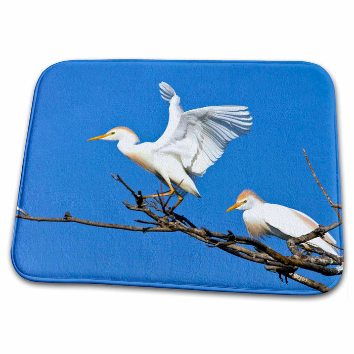 Dish Drying Mat - Texas, High Island Rookery. Cattle egret bird - US44 BJA0117 - Jaynes Gallery Birds