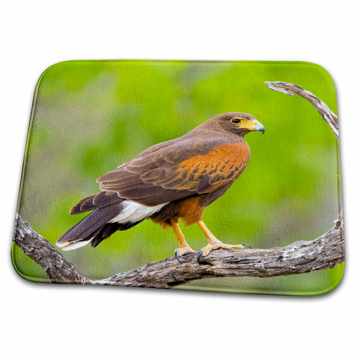 Dish Drying Mat - Texas, Mission, Dos Venadas Ranch Harris hawk bird - US44 BJA0122 - Jaynes Gallery Birds