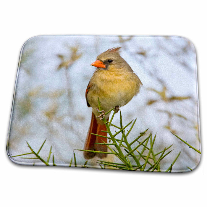 Dish Drying Mat - Texas, Dos Venadas Ranch, northern cardinal bird - US44 BJA0123 - Jaynes Gallery Birds