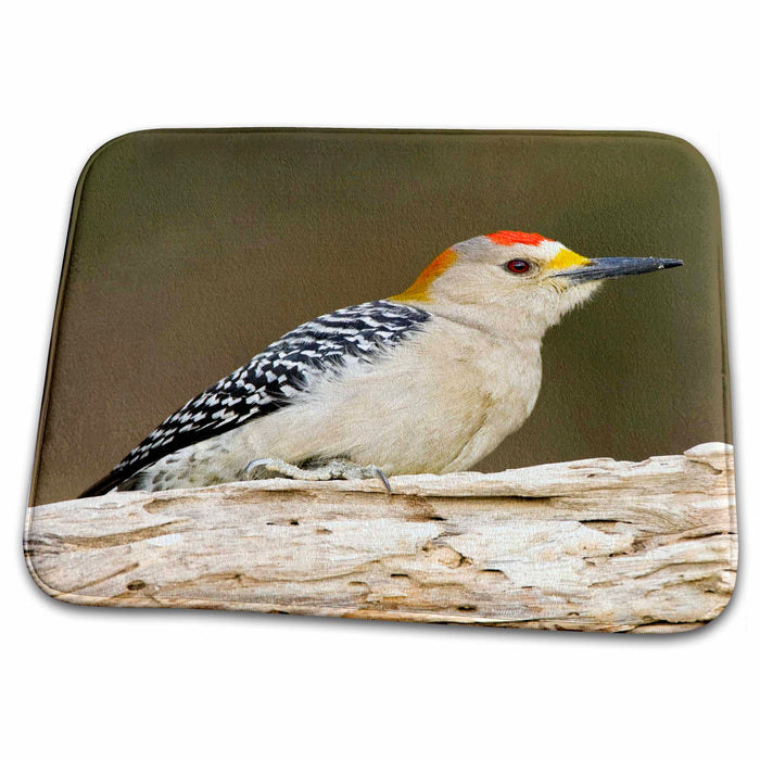 Dish Drying Mat - Texas, Dos Venadas Ranch. Woodpecker bird - US44 BJA0124 - Jaynes Gallery Birds