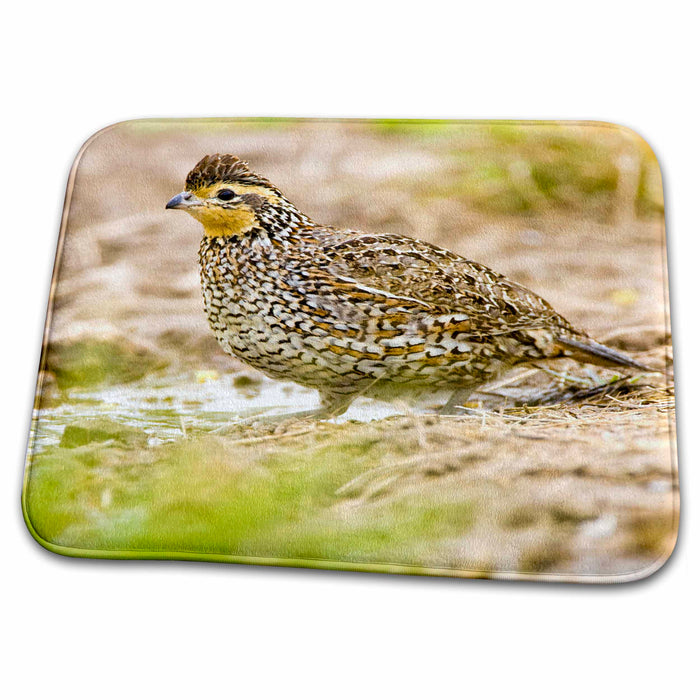 Dish Drying Mat - Texas, Dos Venadas Ranch. Northern bobwhite bird - US44 BJA0128 - Jaynes Gallery Birds