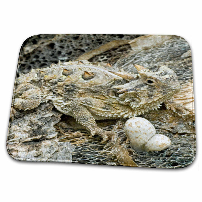 Dish Drying Mat - USA, Texas, Rio Grande Valley. Horned lizard - US44 BJA0134 - Jaynes Gallery Lizards