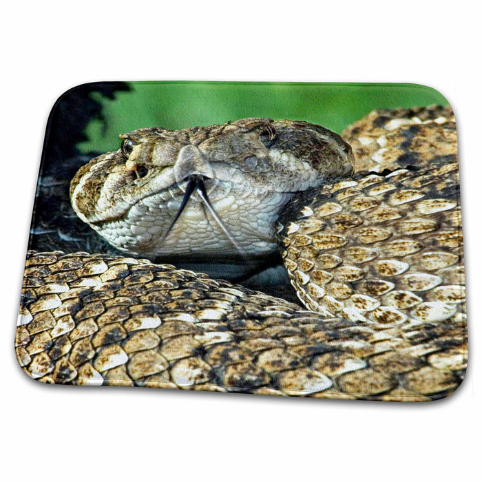 Dish Drying Mat - Texas Rio Grande Valley. Western diamondback snake - US44 BJA0135 - Jaynes Gallery Snakes