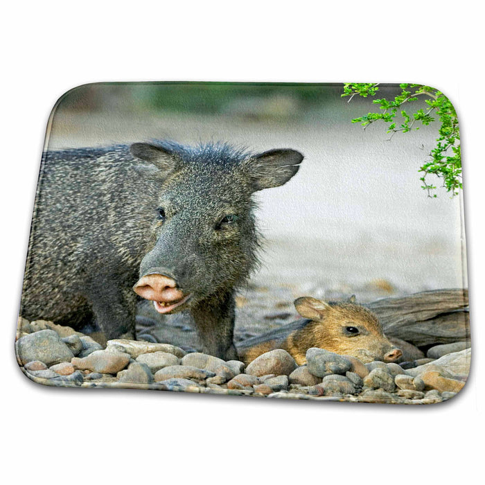 Dish Drying Mat - Texas, Rio Grande Valley. Javelina wildlife - US44 BJA0137 - Jaynes Gallery Wildlife