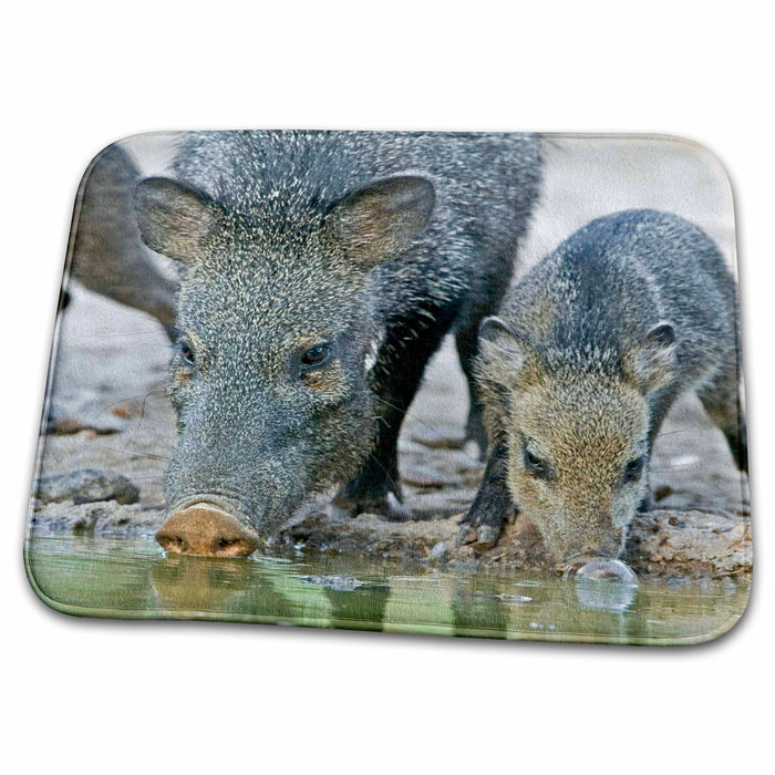 Dish Drying Mat - Texas, Rio Grande Valley. Javelina wildlife - US44 BJA0138 - Jaynes Gallery Wildlife