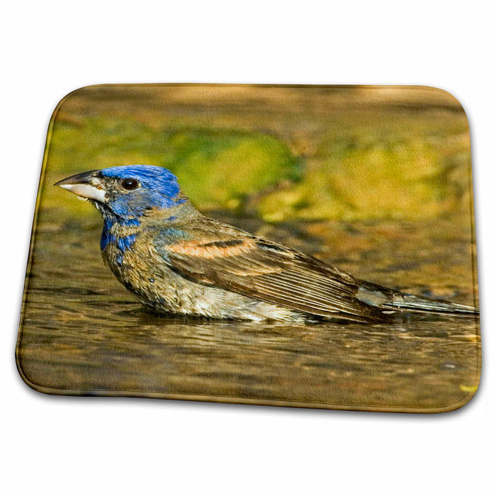 Dish Drying Mat - USA, Texas, Rio Grande Valley, Blue grosbeak bird - US44 BJA0140 - Jaynes Gallery Birds