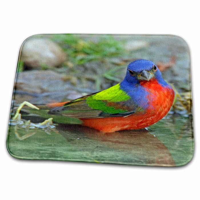 Dish Drying Mat - Texas, Painted bunting male bird - US44 BJA0141 - Jaynes Gallery Birds