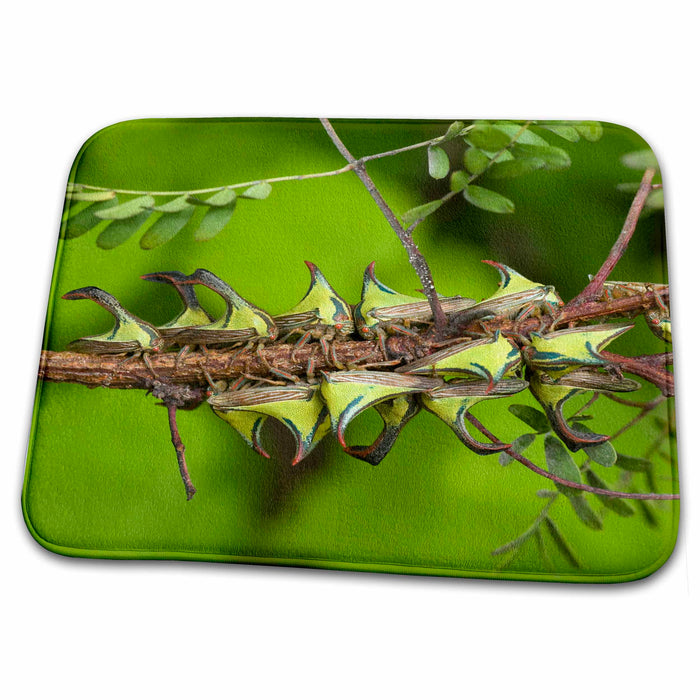 Dish Drying Mat - Texas, Hidalgo County. Thorn treehopper insect - US44 BJA0149 - Jaynes Gallery Insects