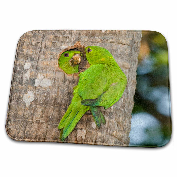 Dish Drying Mat - USA, Texas, McAllen. Pair of green parakeet birds - US44 BJA0151 - Jaynes Gallery Birds