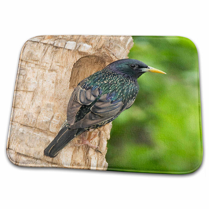 Dish Drying Mat - Texas, McAllen. Starling bird making cavity nest - US44 BJA0152 - Jaynes Gallery Birds