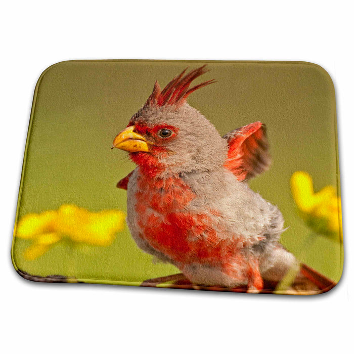 Dish Drying Mat - Texas, Hidalgo County. Pyrrhuloxia bird - US44 BJA0157 - Jaynes Gallery Birds