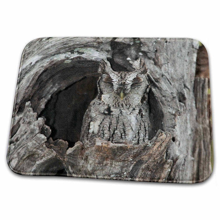 Dish Drying Mat - Texas, Rio Grande Valley, Eastern screech-owl - US44 BJA0172 - Jaynes Gallery Owls