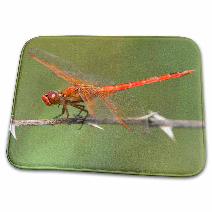 Dish Drying Mat - Texas, Needhams skimmer dragonfly insect - US44 BJA0173 - Jaynes Gallery Insects