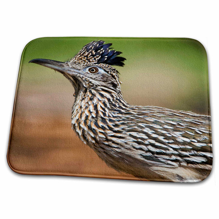 Dish Drying Mat - Texas, Rio Grande Valley, Greater roadrunner bird - US44 BJA0181 - Jaynes Gallery Birds