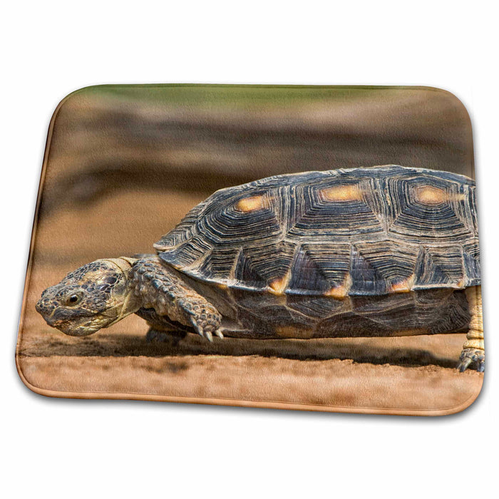 Dish Drying Mat - USA, Texas, Rio Grande Valley. Texas tortoise - US44 BJA0183 - Jaynes Gallery Tortoises