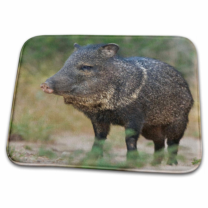 Dish Drying Mat - Texas, Rio Grande Valley. Javelina wildlife - US44 BJA0184 - Jaynes Gallery Wildlife