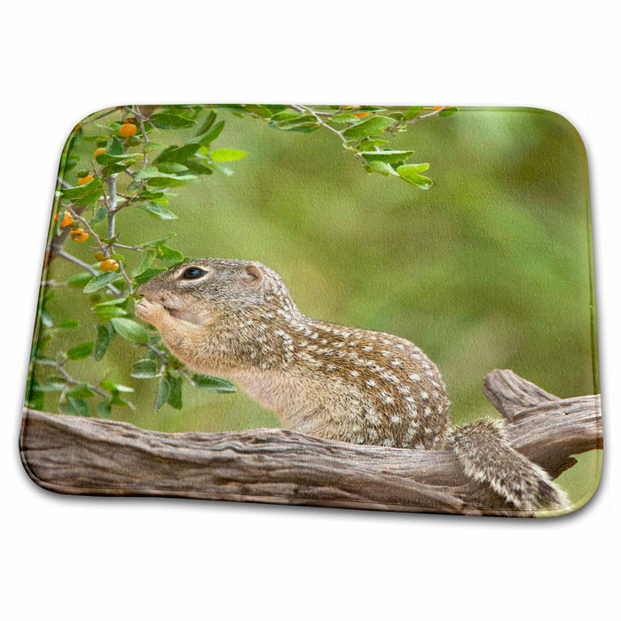 Dish Drying Mat - Texas, Rio Grande Valley, Mexican ground squirrel - US44 BJA0185 - Jaynes Gallery Squirrels