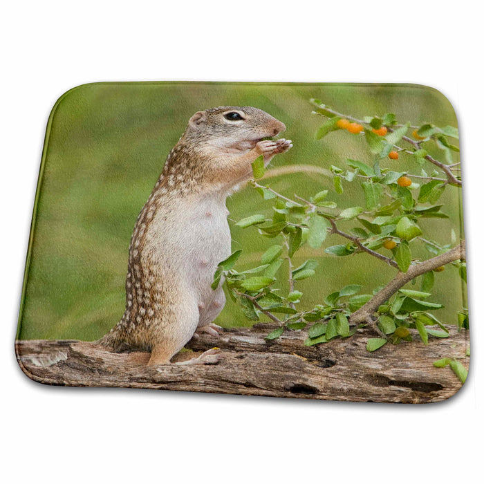 Dish Drying Mat - Texas, Rio Grande Valley, Mexican ground squirrel - US44 BJA0186 - Jaynes Gallery Squirrels