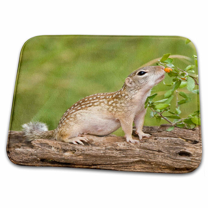 Dish Drying Mat - Texas, Rio Grande Valley, Mexican ground squirrel - US44 BJA0187 - Jaynes Gallery Squirrels