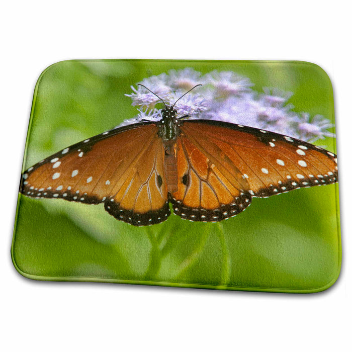 Dish Drying Mat - USA, Texas, Rio Grande Valley. Queen butterfly - US44 BJA0191 - Jaynes Gallery Butterflies