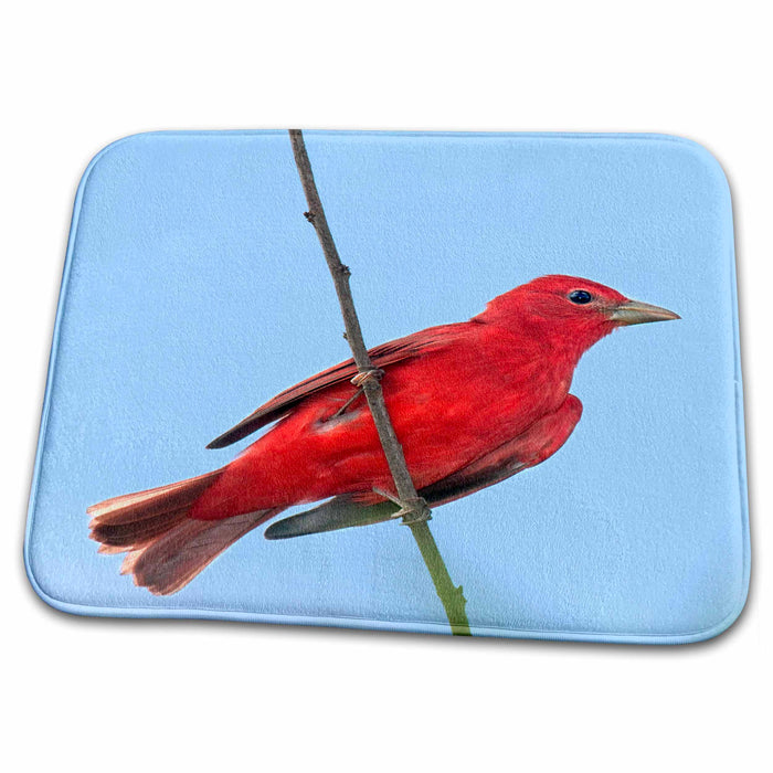 Dish Drying Mat - Texas, South Padre Island. Summer tanager bird - US44 BJA0195 - Jaynes Gallery Birds