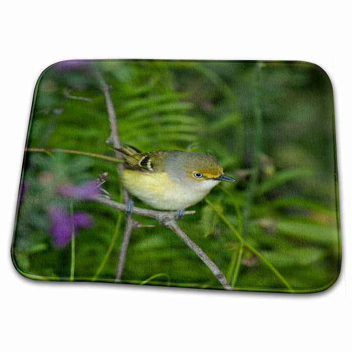 Dish Drying Mat - Texas, South Padre Island. White-eyed vireo bird - US44 BJA0198 - Jaynes Gallery Birds