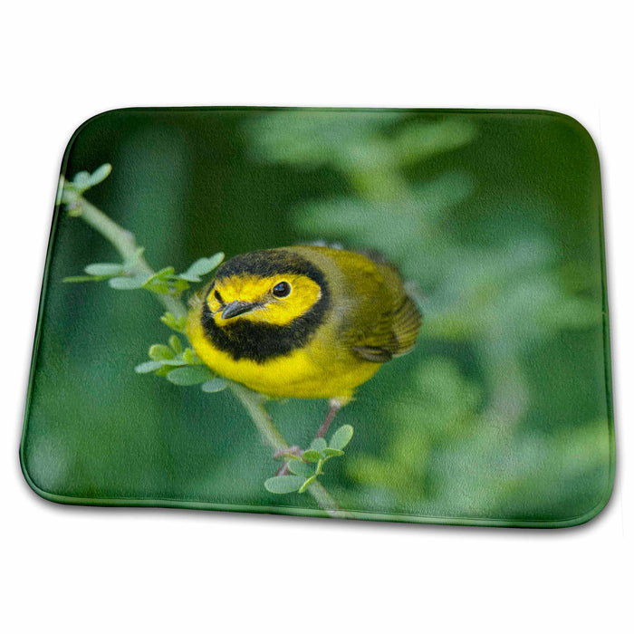 Dish Drying Mat - Texas, South Padre Island, hooded warbler bird - US44 BJA0200 - Jaynes Gallery Birds