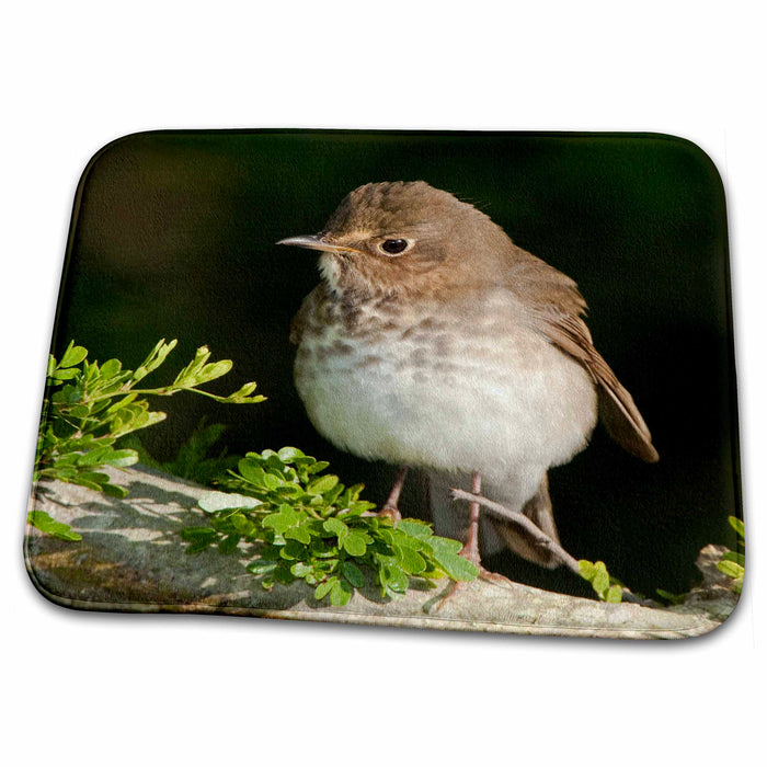 Dish Drying Mat - Texas, South Padre Island. Swainsons thrush bird - US44 BJA0202 - Jaynes Gallery Birds