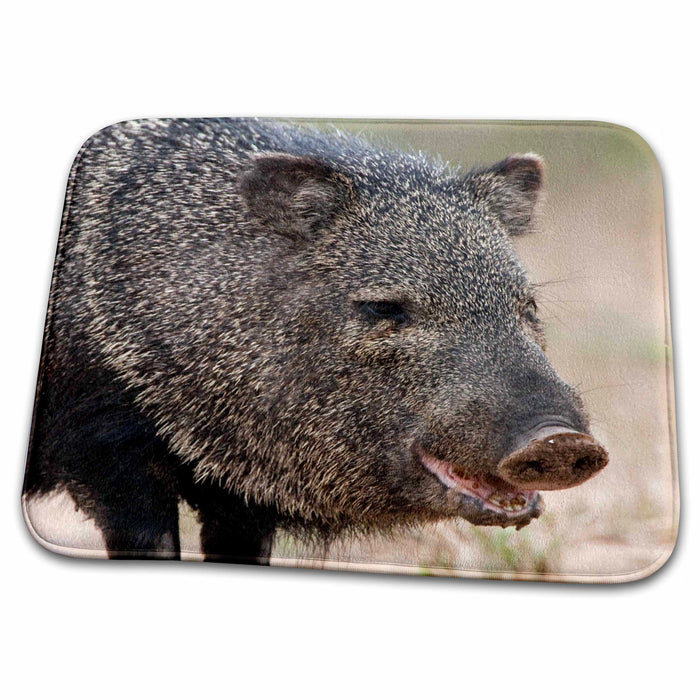 Dish Drying Mat - Santa Clara Ranch Rio Grande Valley Javelina wildlife - US44 FZU0067 - Frank Zurey Wildlife