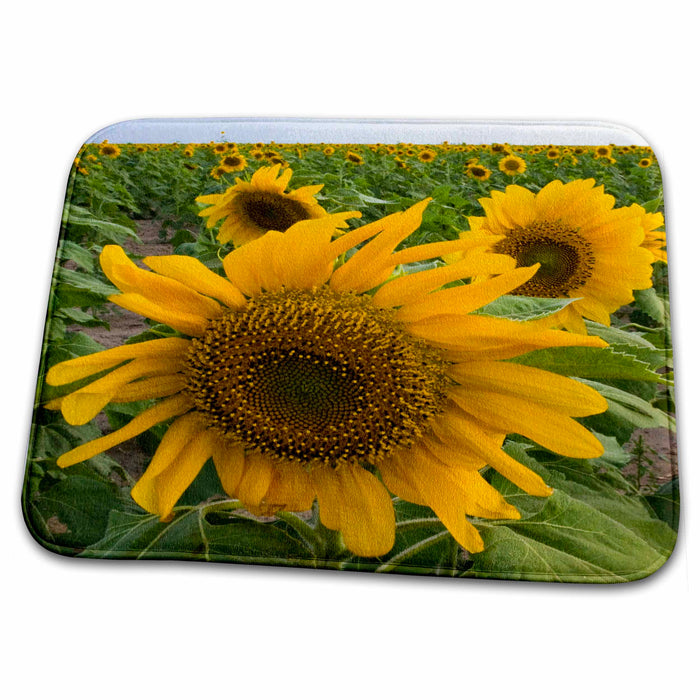 Dish Drying Mat - Sunflower, Rio Grande Valley, McCook, Texas - US44 FZU0090 - Frank Zurey Sunflowers