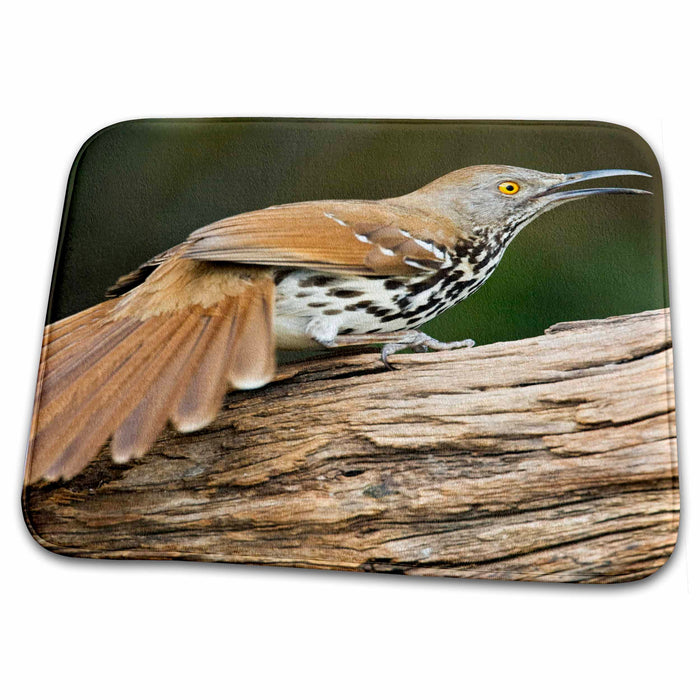 Dish Drying Mat - Long-billed Thrasher bird, south Texas, USA - US44 LDI0044 - Larry Ditto Birds