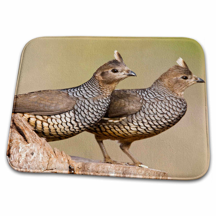 Dish Drying Mat - Scaled Quail bird, brush country of South Texas - US44 LDI0077 - Larry Ditto Birds