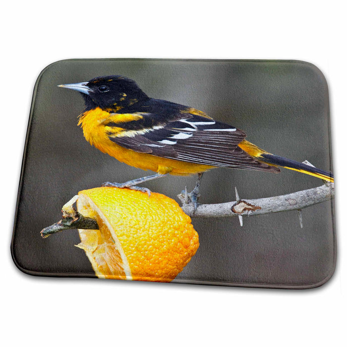 Dish Drying Mat - South Padre Island, Texas, Baltimore Oriole bird - US44 LDI0230 - Larry Ditto Birds