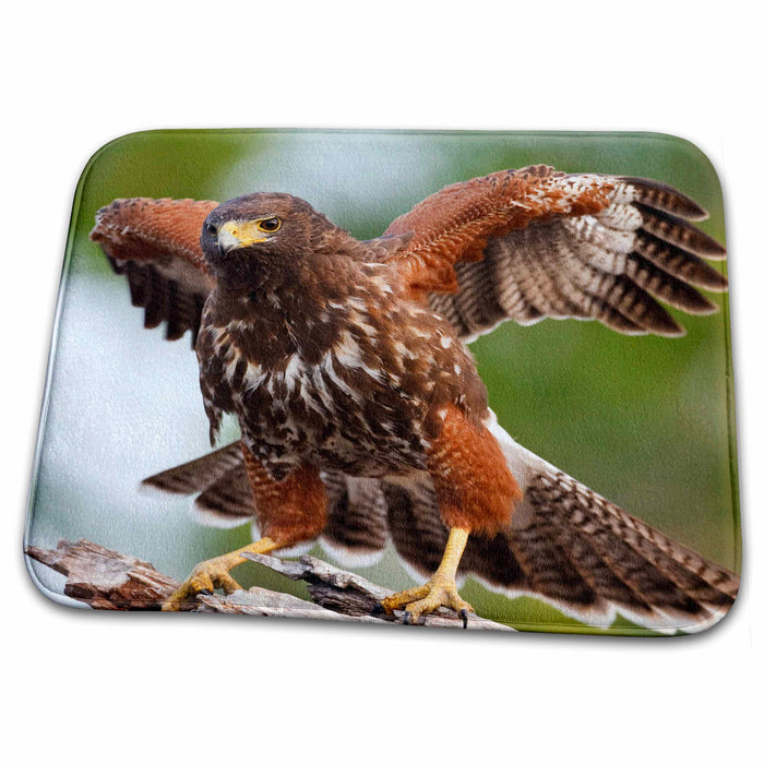 Dish Drying Mat - Weaver Ranch, Willacy Co., Harriss Hawk bird, Texas - US44 LDI0243 - Larry Ditto Birds