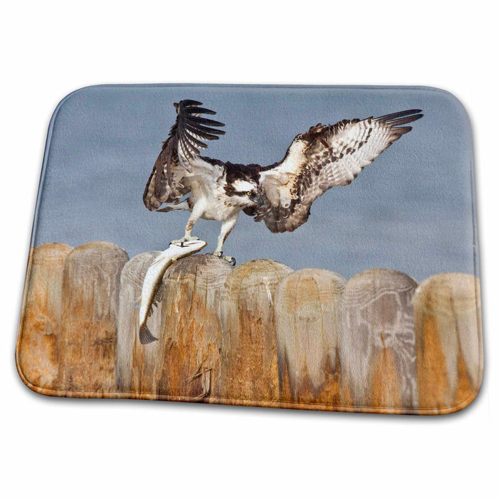 Dish Drying Mat - Osprey bird, Laguna Madre, South Padre Island, Texas - US44 LDI0274 - Larry Ditto Birds