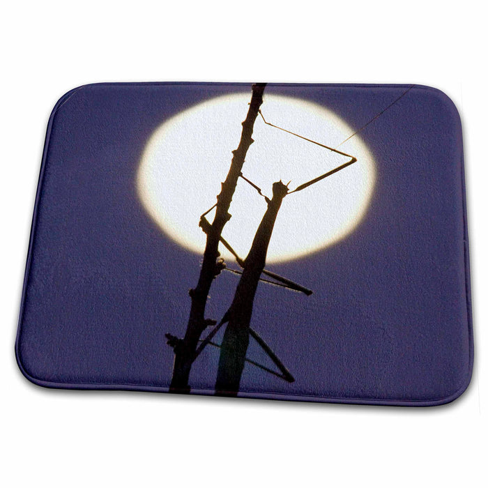 Dish Drying Mat - Walkingstick insect and full moon in south Texas - US44 LDI0347 - Larry Ditto Insects