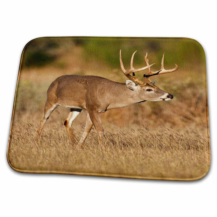 Dish Drying Mat - White-tailed deer, grassland, Texas - US44 LDI0371 - Larry Ditto Deer