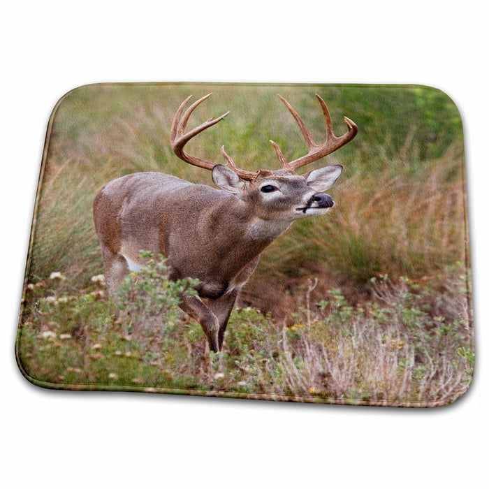 Dish Drying Mat - White-tailed deer, grassland, Texas - US44 LDI0372 - Larry Ditto Deer