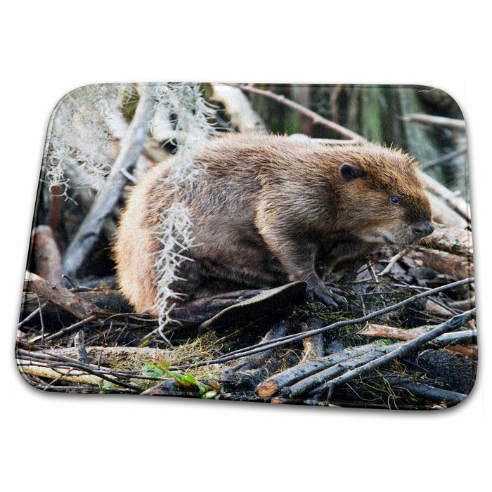 Dish Drying Mat - Texas, Caddo Lake, American beaver wildlife - US44 LDI0417 - Larry Ditto Wildlife