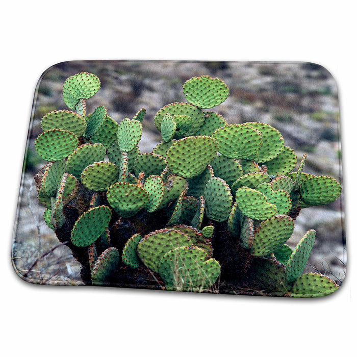 Dish Drying Mat - Texas, Big Bend NP, Prickly pear cactus succulent - US44 LNO0057 - Luc Novovitch Succulents