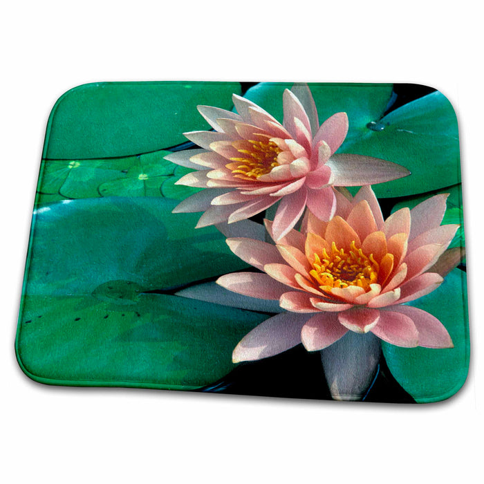 Dish Drying Mat - Texas, San Antonio. Blossoming waterlily flora - US44 MGI0050 - Mark Gibson Flora