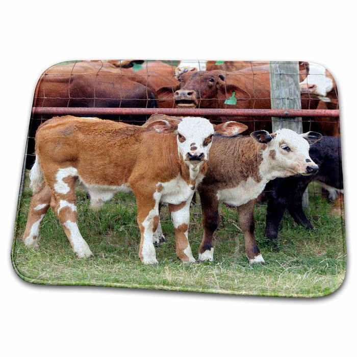 Dish Drying Mat - Cows during round-up, Seadrift, TX - US44 MPR0023 - Maresa Pryor Cows