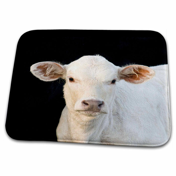 Dish Drying Mat - Charolais calf, Cow, Welder Ranch, Texas - US44 MPR0037 - Maresa Pryor Cows