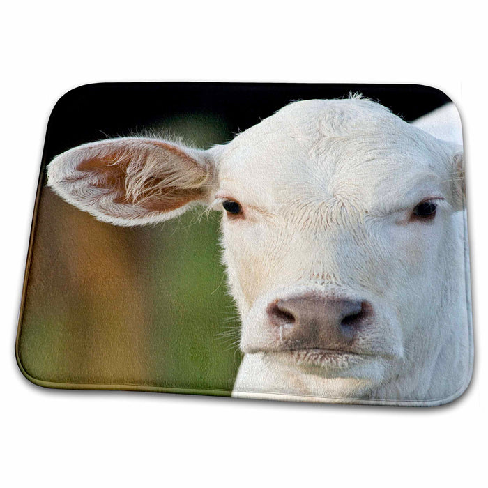 Dish Drying Mat - Charolais calf, Cow, Welder Ranch, Texas - US44 MPR0038 - Maresa Pryor Cows