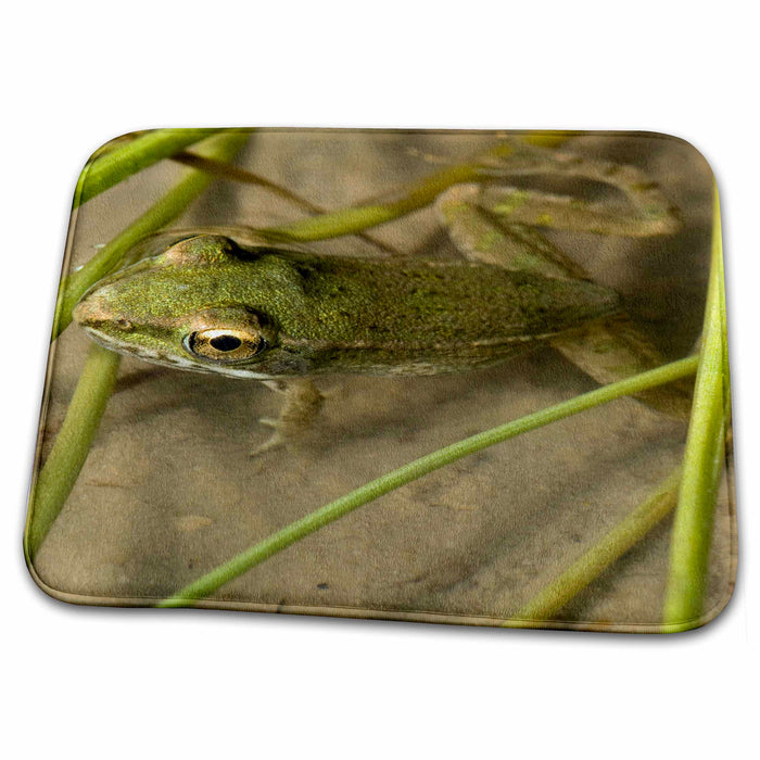 Dish Drying Mat - Baby southern leopard frog, Welder flats, Texas - US44 MPR0042 - Maresa Pryor Frogs