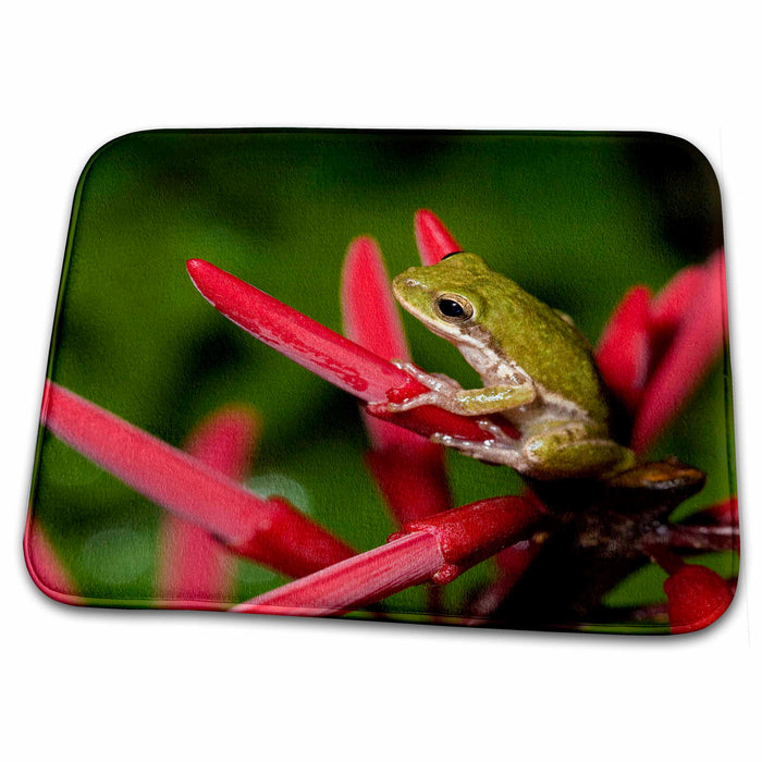 Dish Drying Mat - Squirrel treefrog, Texas coastline - US44 MPR0046 - Maresa Pryor Frogs