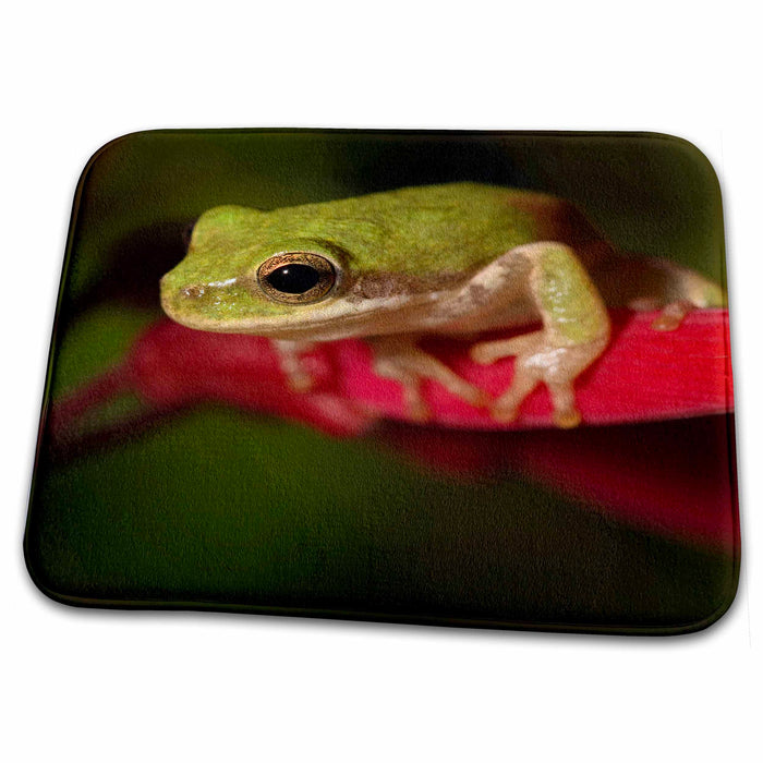 Dish Drying Mat - Squirrel treefrog, Texas coastline - US44 MPR0048 - Maresa Pryor Frogs