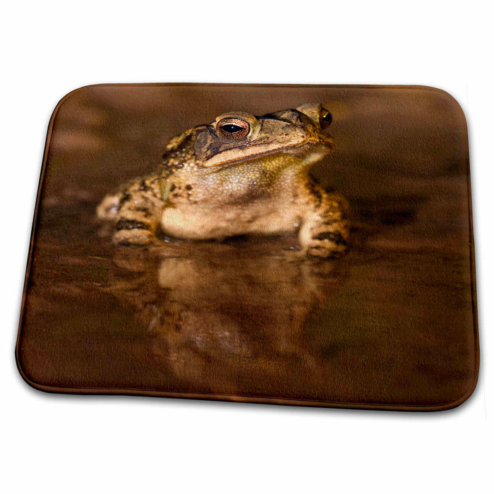 Dish Drying Mat - Gulf Coast Toad, Bufo valliceps, Texas coastline - US44 MPR0049 - Maresa Pryor Toads